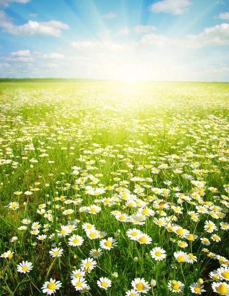 Daisy flowers on sky — Stock Photo, Image