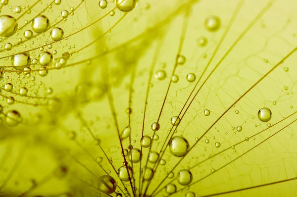 A flor de dente-de-leão — Fotografia de Stock