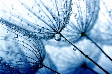 Karahindiba çiçeği arka plan