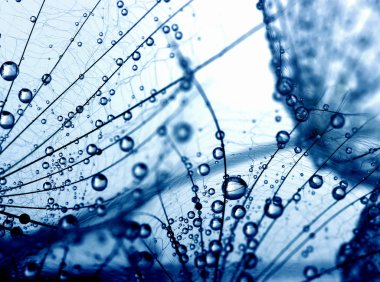 Karahindiba çiçeği arka plan