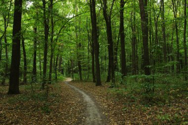 Yeşil ormandaki ağaçlar