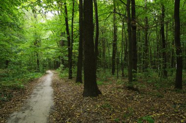Yeşil ormandaki ağaçlar