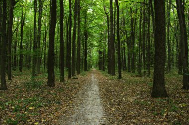 Yeşil ormandaki ağaçlar