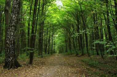 Yeşil ormandaki ağaçlar