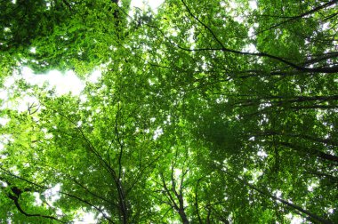 Yeşil orman güneşte