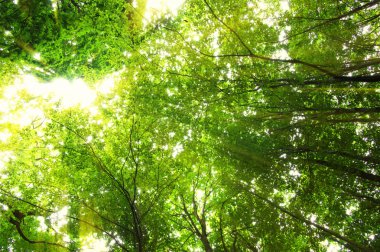 Yeşil orman güneşte