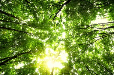 Yeşil orman güneşte