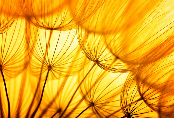 dandelion flower background