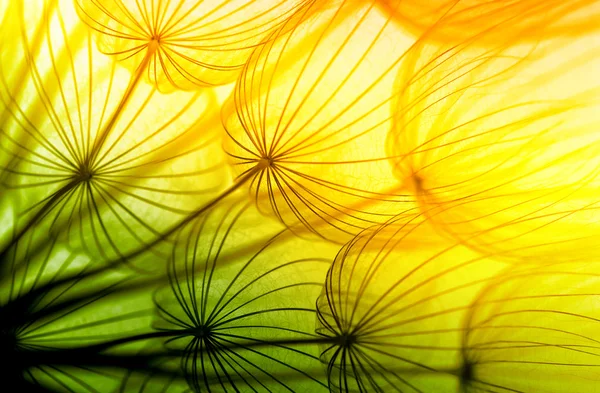 Karahindiba çiçeği arka plan — Stok fotoğraf