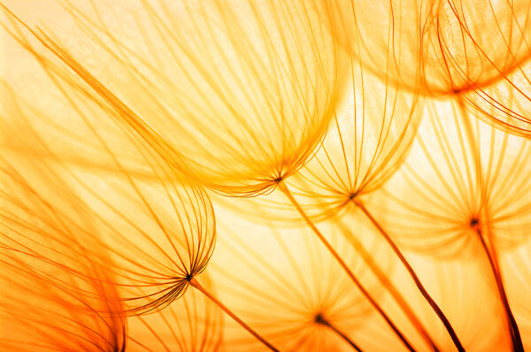 dandelion flower background