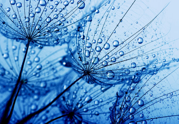 Цветочный фон одуванчика
