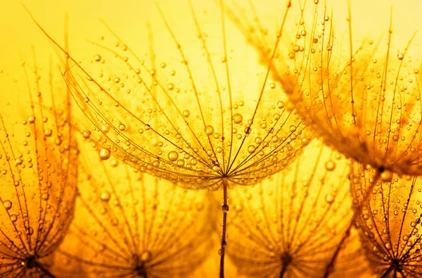 Dandelion flower background — Stock Photo, Image