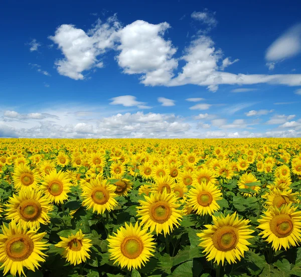 Sunflowers field on sky — Stock Photo, Image