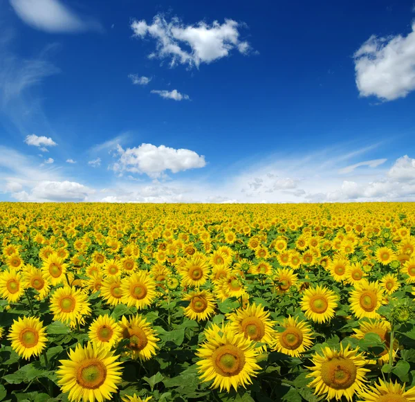 Champ de tournesols sur le ciel — Photo