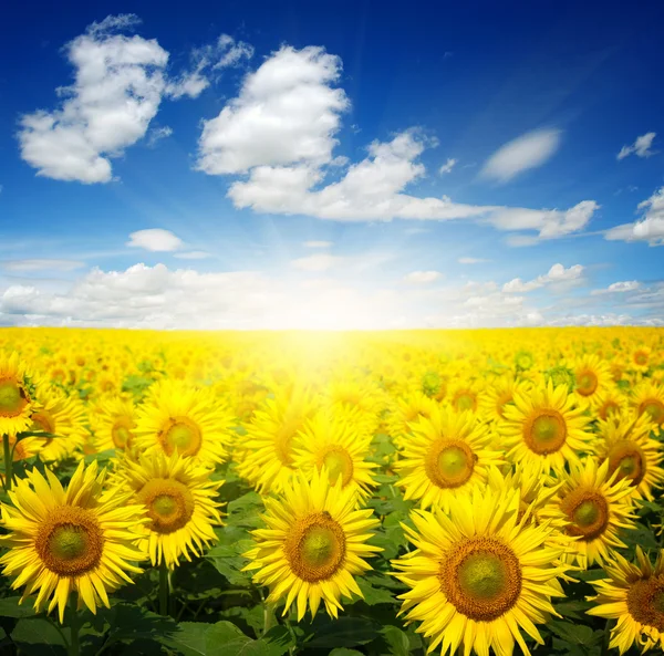 Campo di girasoli su cielo — Foto Stock