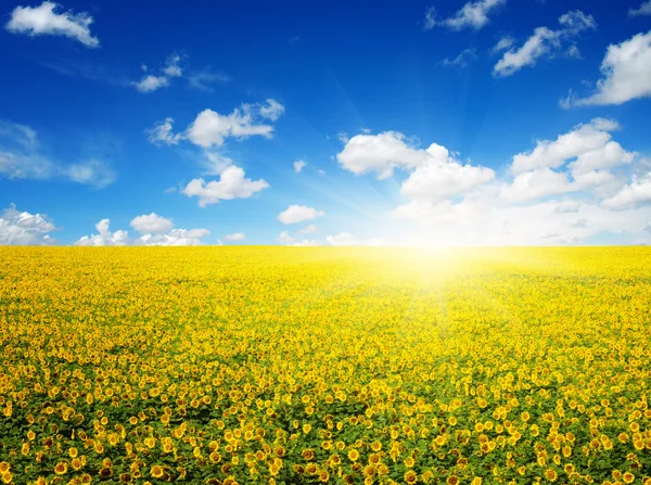 Campo di girasoli su cielo — Foto Stock