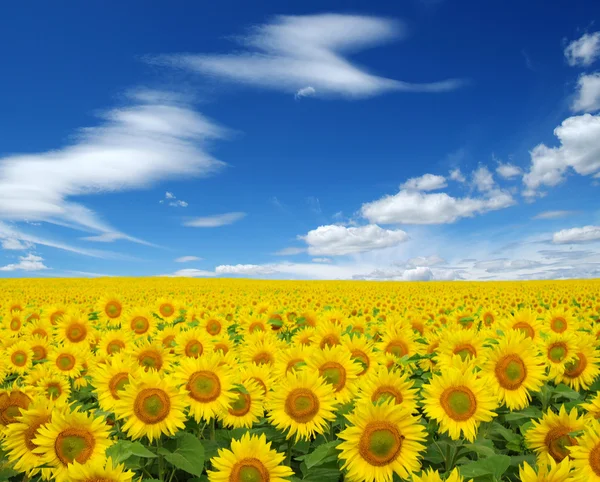 Champ de tournesols sur le ciel — Photo