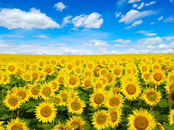 Zonnebloemen veld op sky — Stockfoto