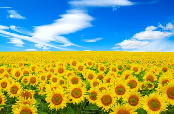 Sunflowers field on sky — Stock Photo, Image