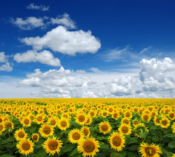 Słoneczniki pole na niebo — Zdjęcie stockowe