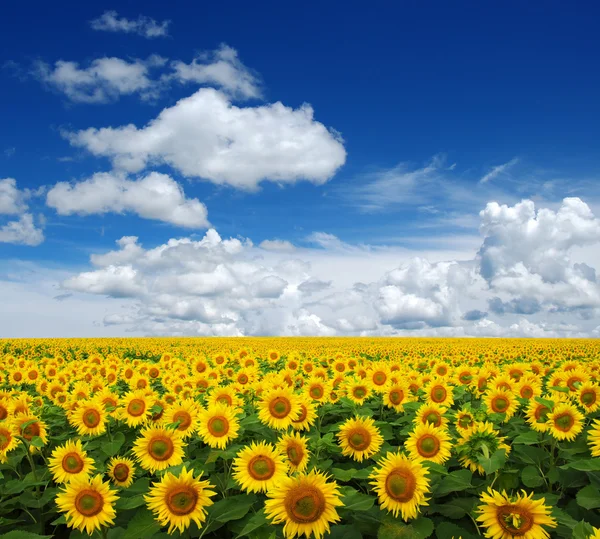 Champ de tournesols sur le ciel — Photo