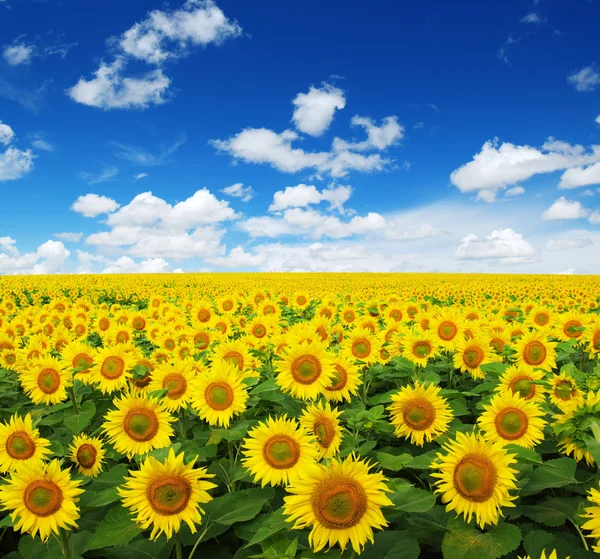 Sunflowers field on sky — Stock Photo, Image