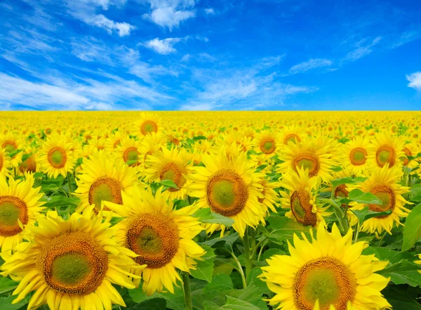 Zonnebloemen veld op sky — Stockfoto