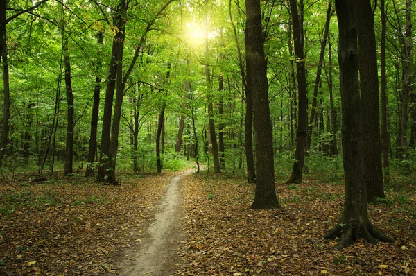 Árvores em uma floresta verde — Fotografia de Stock