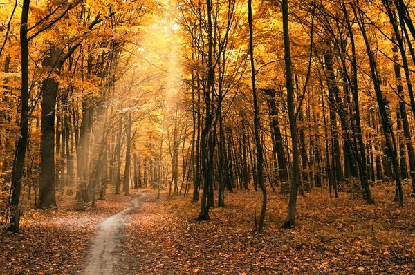 Árvores em uma floresta verde — Fotografia de Stock