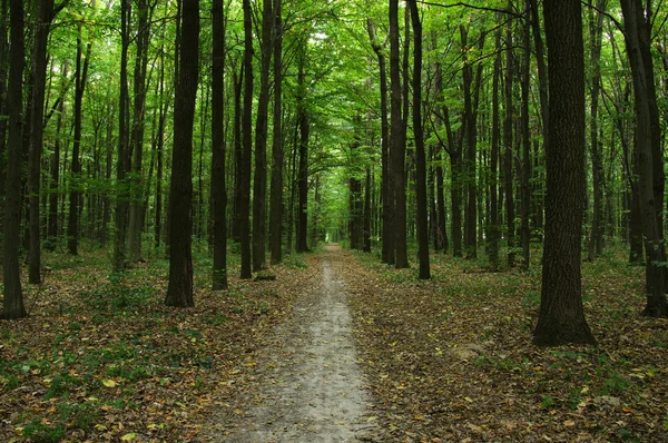 Bomen in een groen bos — Stockfoto