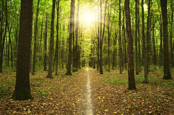 緑の森の太陽 — ストック写真