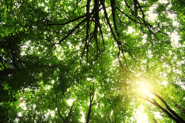 Zon in een groen bos — Stockfoto