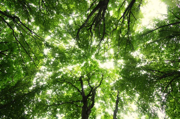 Sol en un bosque verde — Foto de Stock