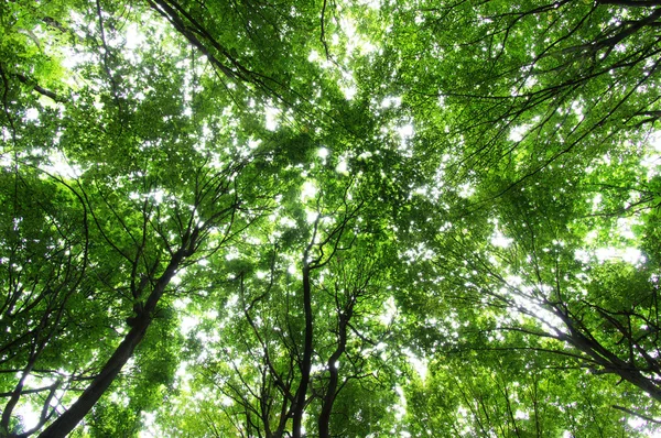 Zon in een groen bos — Stockfoto