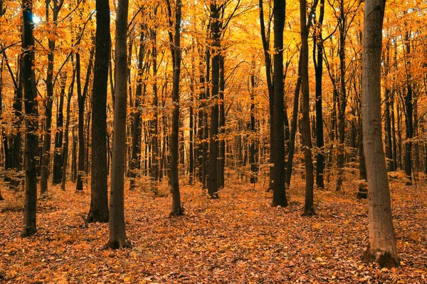 Sol en un bosque verde — Foto de Stock