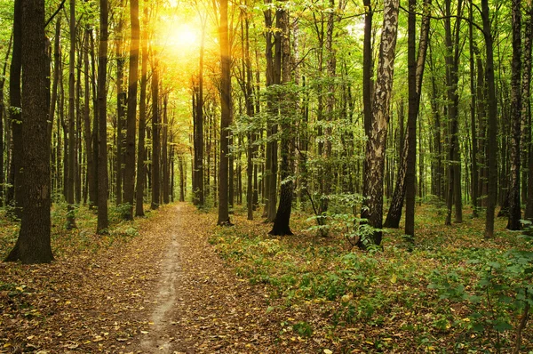 Sun in a green forest — Stock Photo, Image