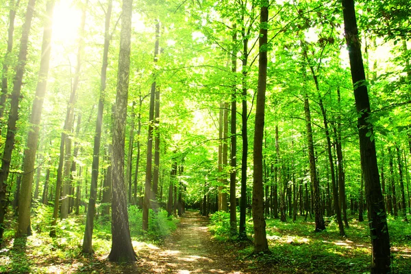 Soleil dans une forêt verte — Photo