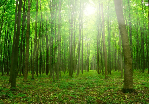 Sonne in einem grünen Wald — Stockfoto