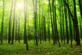 A nap a zöld erdő