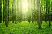 A nap a zöld erdő