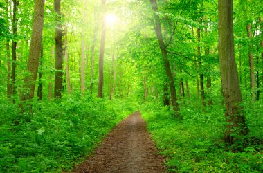 Yeşil orman güneşte