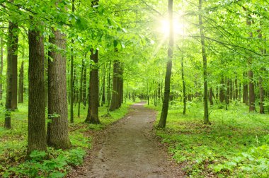 Yeşil orman güneşte