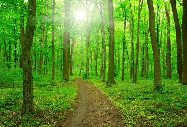 Sol em uma floresta verde — Fotografia de Stock