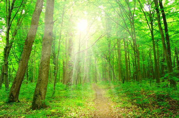 Sol em uma floresta verde — Fotografia de Stock