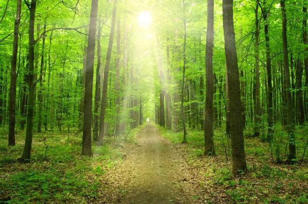 緑の森の太陽 — ストック写真