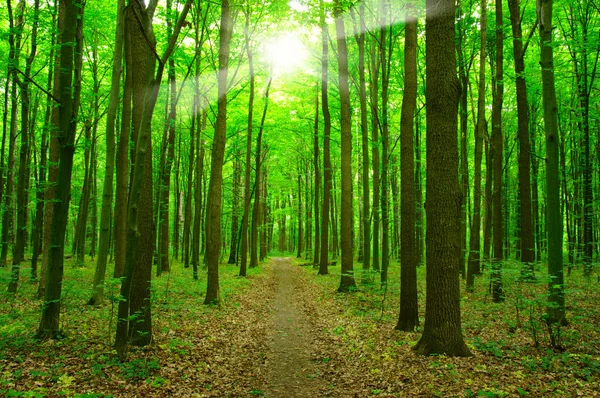 Solen i en grön skog — Stockfoto