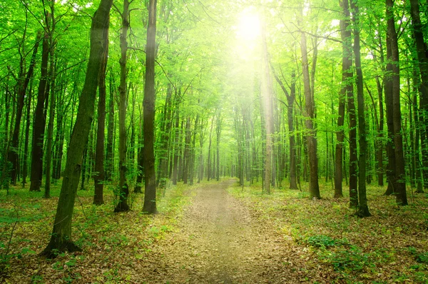 Soarele într-o pădure verde — Fotografie, imagine de stoc