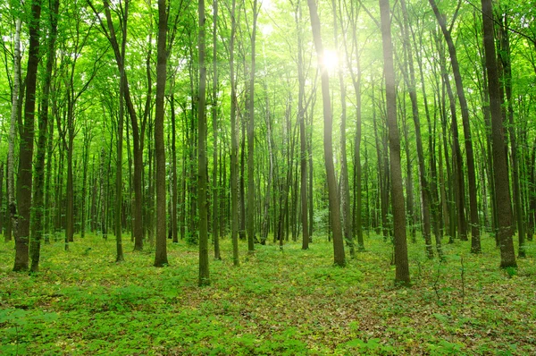 Yeşil orman güneşte — Stok fotoğraf