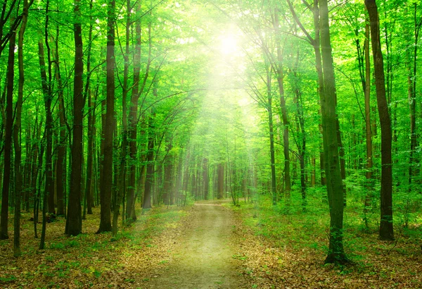 Sol em uma floresta verde — Fotografia de Stock