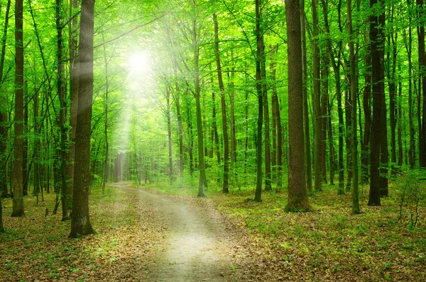 Soarele într-o pădure verde — Fotografie, imagine de stoc